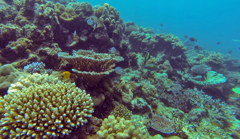 Keajaiban Pulau Koral