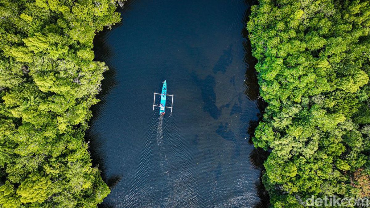 Destinasi Pulau Mangrove